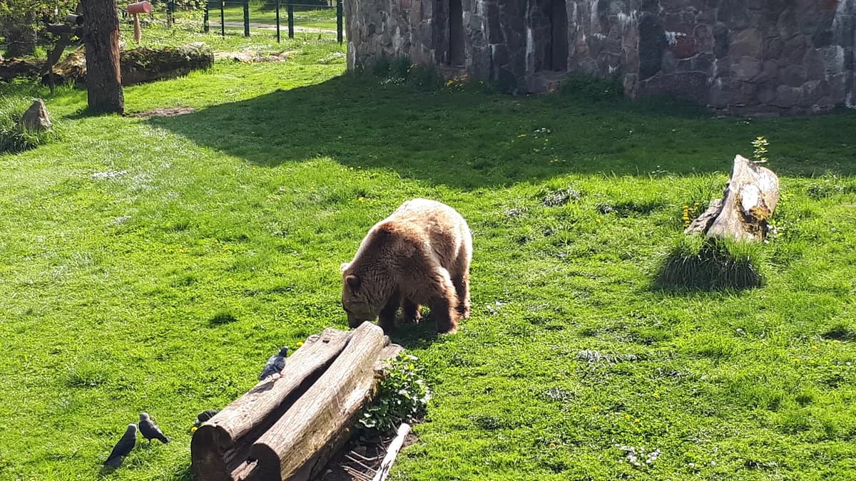 Akcent ZOO