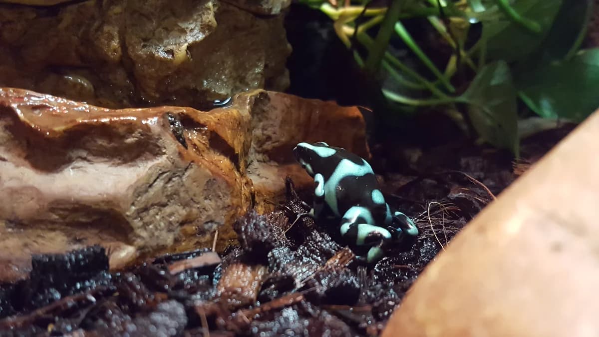 ZOO Myślęcinek zdjęcie