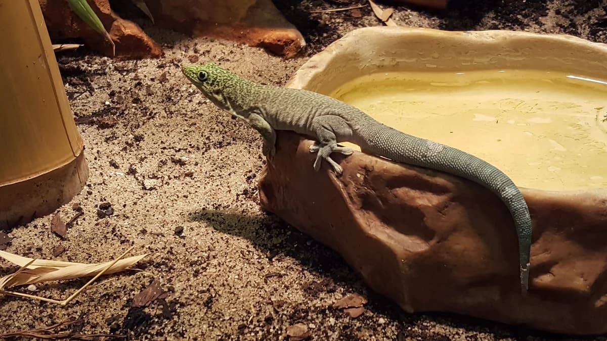 ZOO Myślęcinek zdjęcie