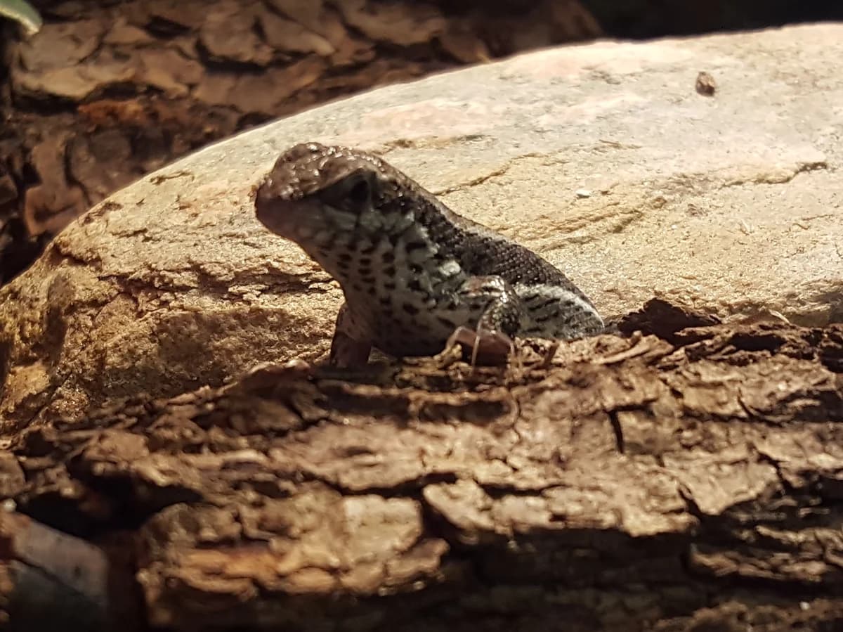 ZOO Myślęcinek zdjęcie