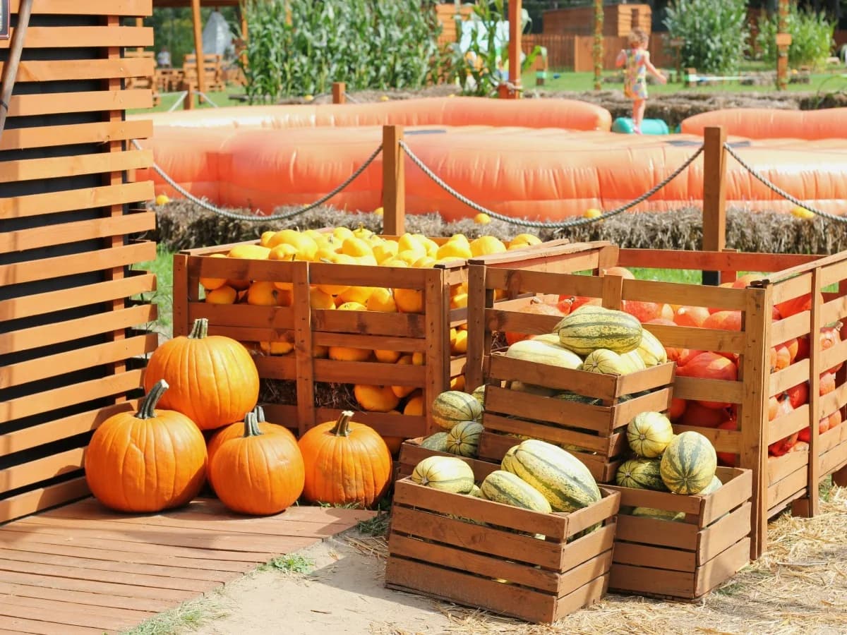 Farma Wuja Toma - Dyniolandia