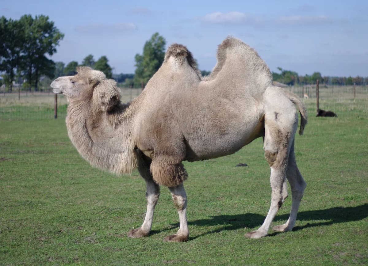 ZOO Borysew