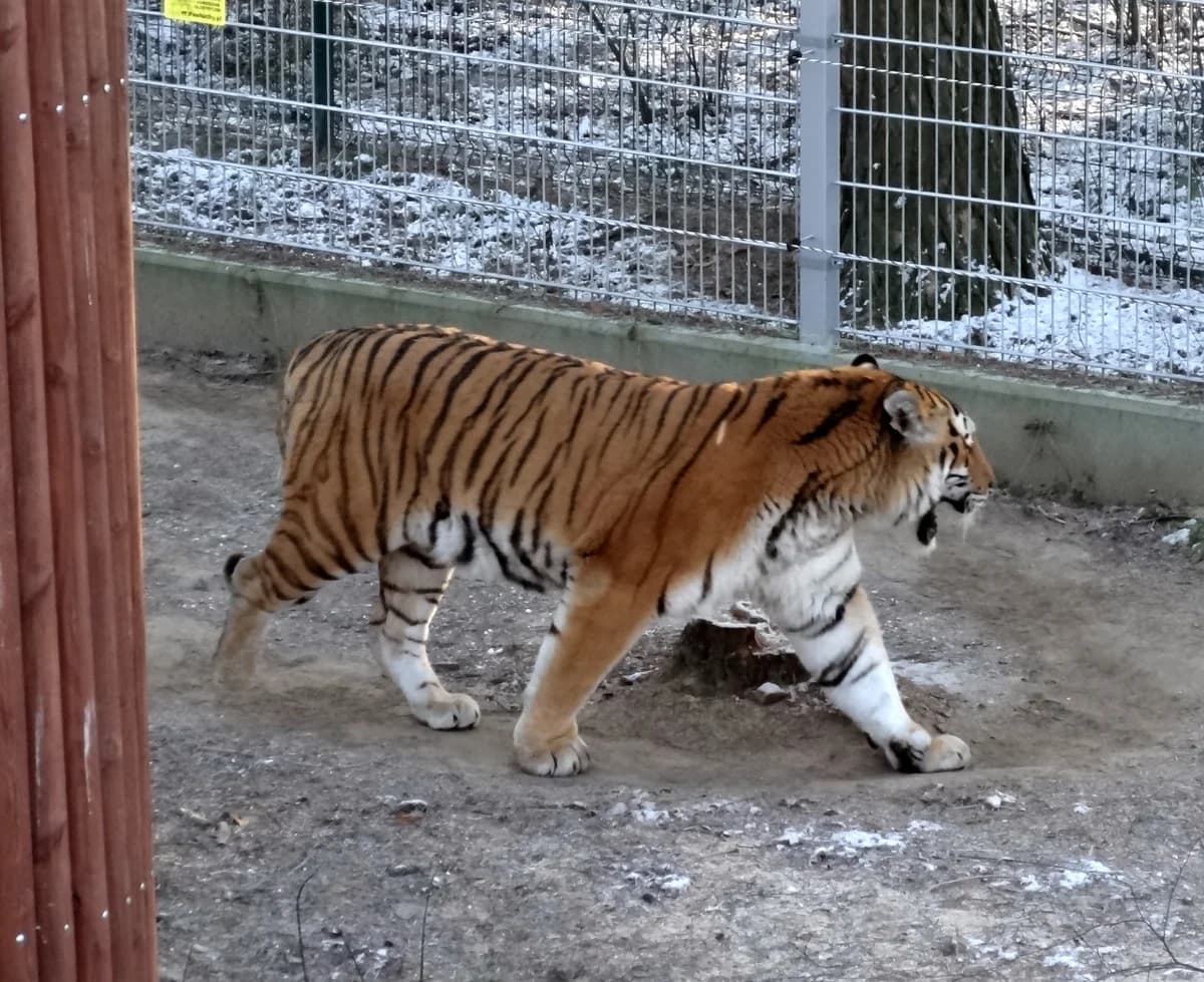 Ogród Zoologiczny w Bydgoszczy zdjęcie